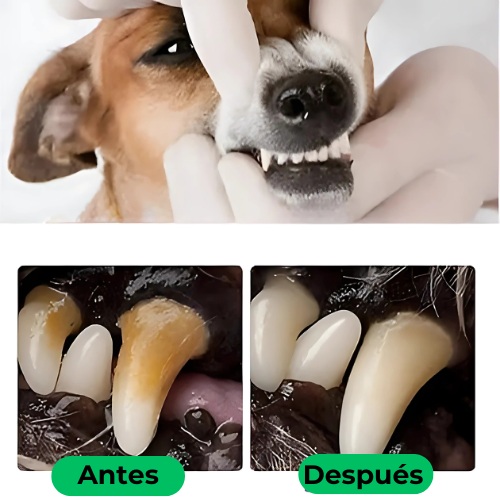 HappyPets| Aliento fresco, boca sana y dientes limpios siempre 🐶🐱🦷